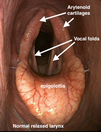 Relaxed Larynx